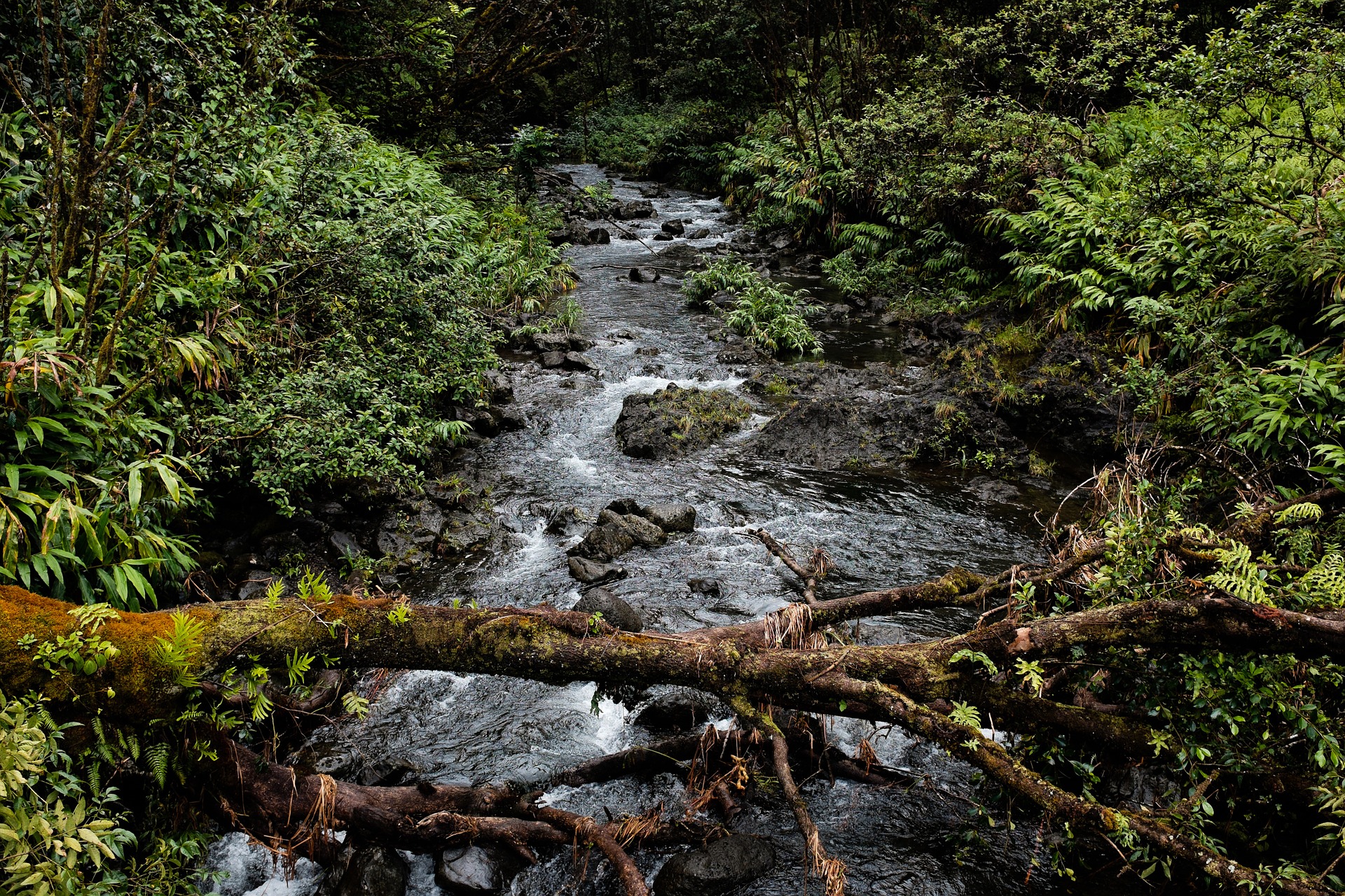 nature